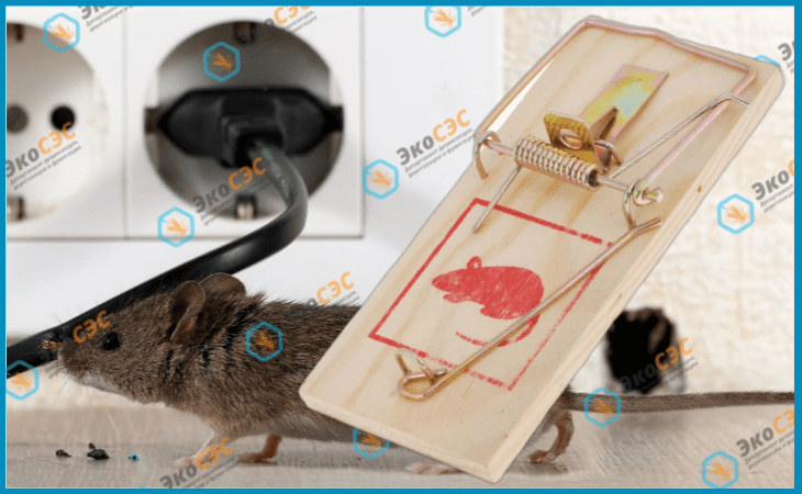 Профилактические мероприятия от мышей